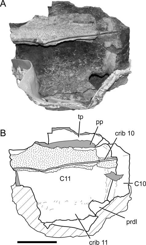 Late Cretaceous sauropod dinosaur from Texas 351 Ligabuesaurus leanzai (Bonaparte et al. 2006; Gallina 2011). Instead, the lateral expansion is independent of the spinal laminae.