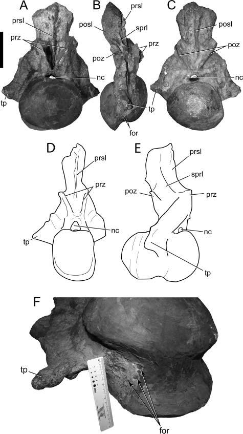 352 R. S. Tykoski and A. R. Fiorillo BIBE 45854 does not share elements with the holotype, paratype or North Horn specimens.