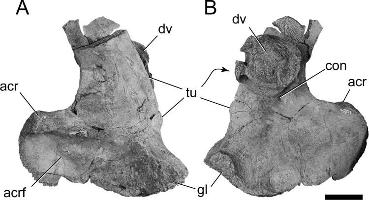 354 R. S. Tykoski and A. R. Fiorillo Figure 12. BIBE 45958, Alamosaurus sanjuanensis. Incomplete left scapula and dorsal vertebral centrum in A, lateral, and B, medial views.
