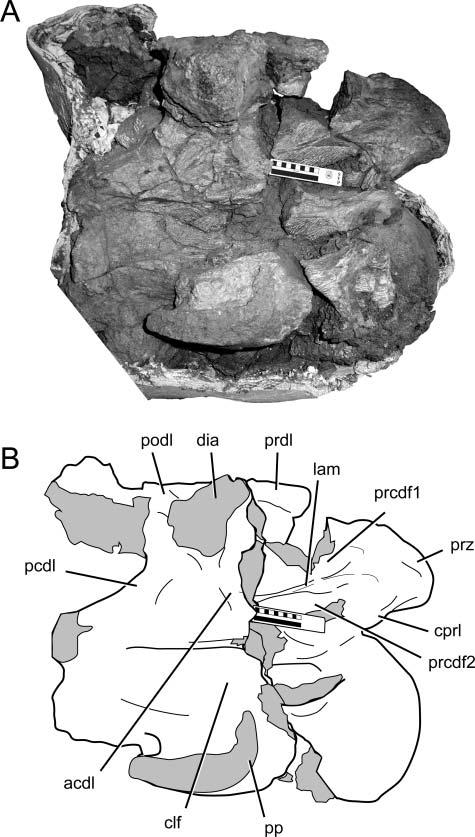 Late Cretaceous sauropod dinosaur from Texas 355 Previous cladistic analyses of titanosaur relationships that included Alamosaurus sanjuanensis could only evaluate cervical vertebral anatomy based on