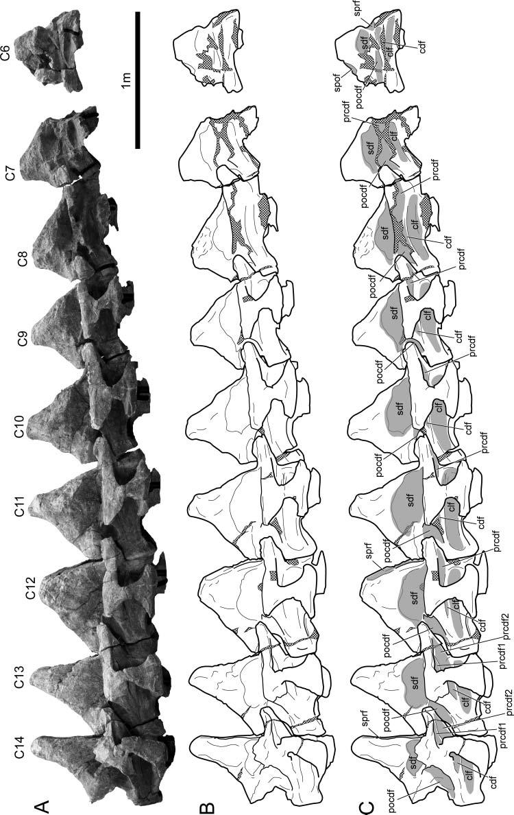 344 R. S. Tykoski and A. R. Fiorillo Figure 3. BIBE 45854, articulated series of nine mid and posterior cervical vertebrae of a large, osteologically mature Alamosaurus sanjuanensis.
