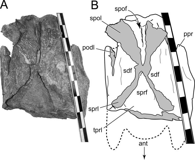 Late Cretaceous sauropod dinosaur from Texas 345 Table 2. Selected measurements from BIBE 45854, Alamosaurus sanjuanensis.