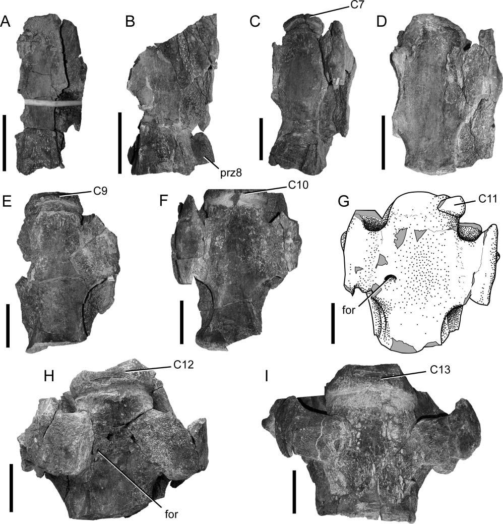 346 R. S. Tykoski and A. R. Fiorillo Figure 5. BIBE 45854, Alamosaurus sanjuanensis, cervical vertebrae in ventral view. Photos taken at various preparation stages for each vertebra.