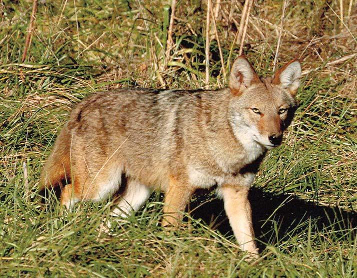 It is dog-like in appearance with varied colorations throughout its range. Originally restricted to the western portion of North America, coyotes have expanded across the majority of the continent.