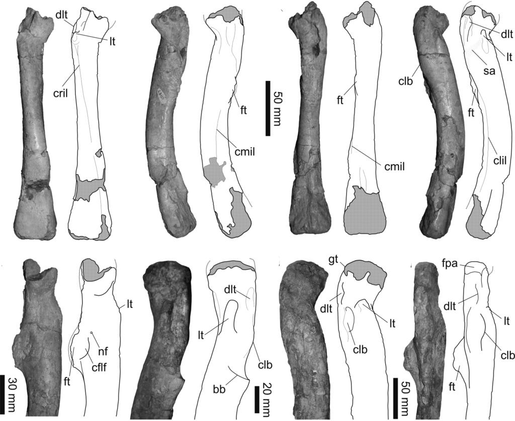 THE BASAL DINOSAUR GUAIBASAURUS CANDELARIENSIS 317 Figure 11 Guaibasaurus candelariensis, photographs and outline drawings of the femora: (A D) right femur of MCN PV2355: (A) cranial view; (B) medial
