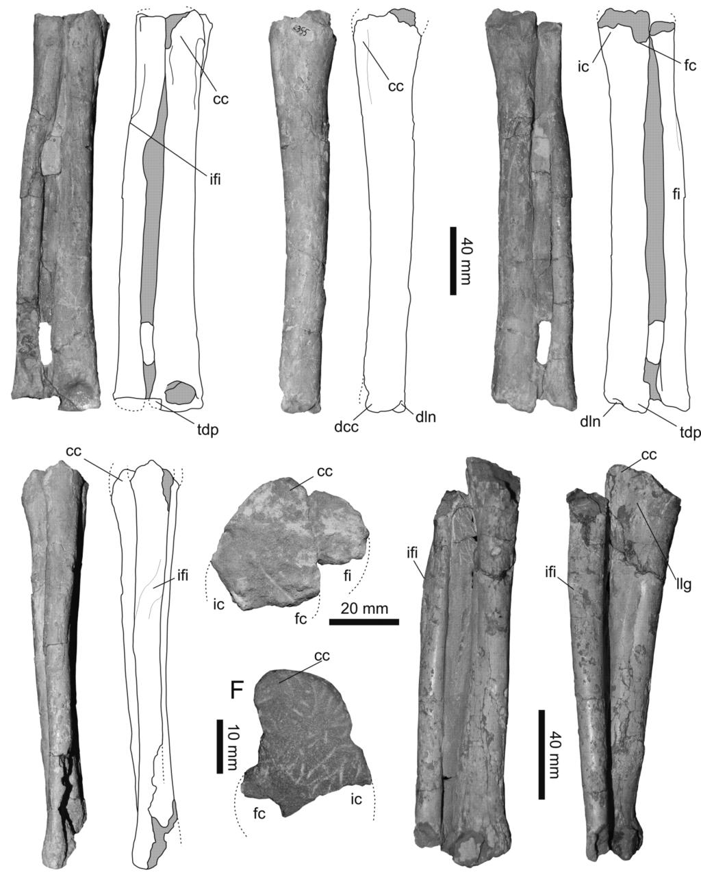 THE BASAL DINOSAUR GUAIBASAURUS CANDELARIENSIS 319 Figure 12 Guaibasaurus candelariensis (MCN PV2355), photographs and outline drawings of the epipodium: (A E) right epipodium: (A) cranial view; (B)