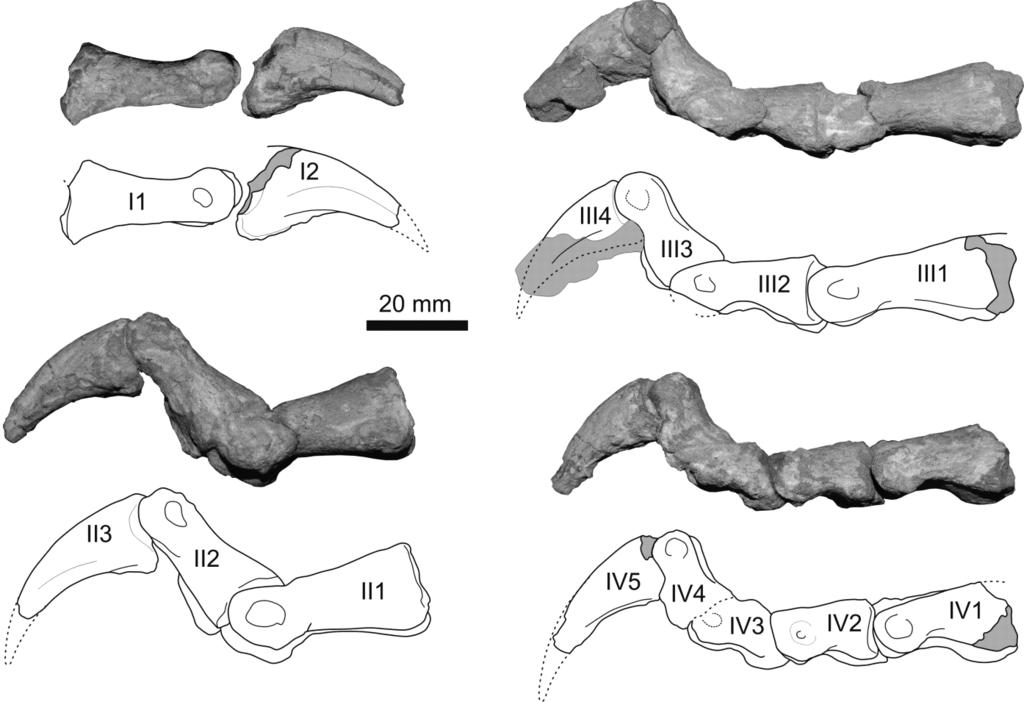 THE BASAL DINOSAUR GUAIBASAURUS CANDELARIENSIS 325 Figure 17 Guaibasaurus candelariensis (MCN PV2356) photographs and outline drawings of left pedal phalanges: (A) phalanges of digit I in medial
