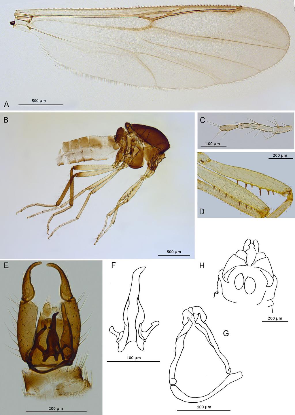 ALWIN-KOWNACKA A. et al., Palpomyiini and Sphaeromiini biting midges from the Middle East Fig. 4.