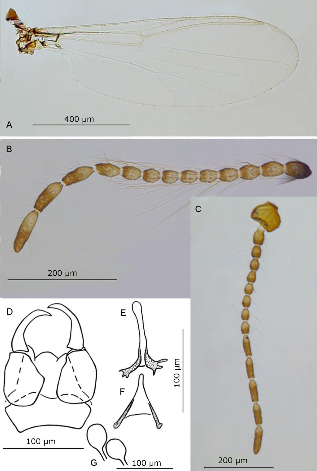 ALWIN-KOWNACKA A. et al., Palpomyiini and Sphaeromiini biting midges from the Middle East Fig. 2.