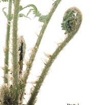Unlike mosses, ferns are vascular plants.