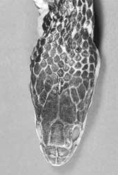 1858). IRSNB 15493. Dorsal view of the head.