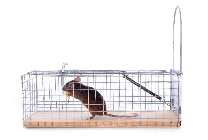 This is the trap of choice for the tender-hearted and practical minded. It allows homeowners to trap rodents without killing them, so that they may be released a safe distance away from your home.