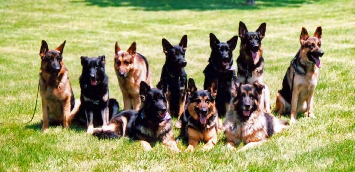 German Shepherd Dog Club of Wisconsin Inside this issue: St.