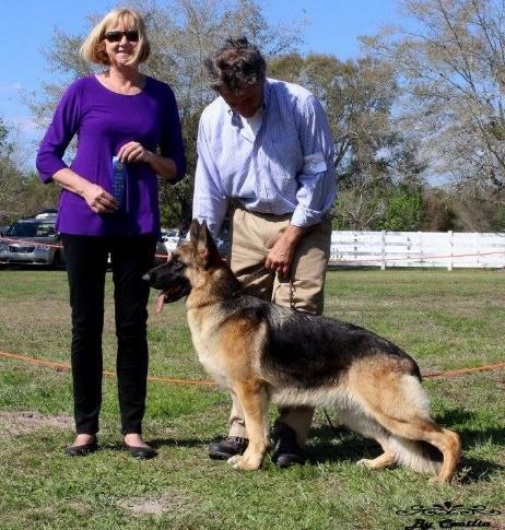 Barick's Perfect Shot, owned by Jessica Ball, bred by Jessica Ball and Barbara Stamper, and handled by Jessica Ball won a 3 point major going Winners Dog from the Bred-By class