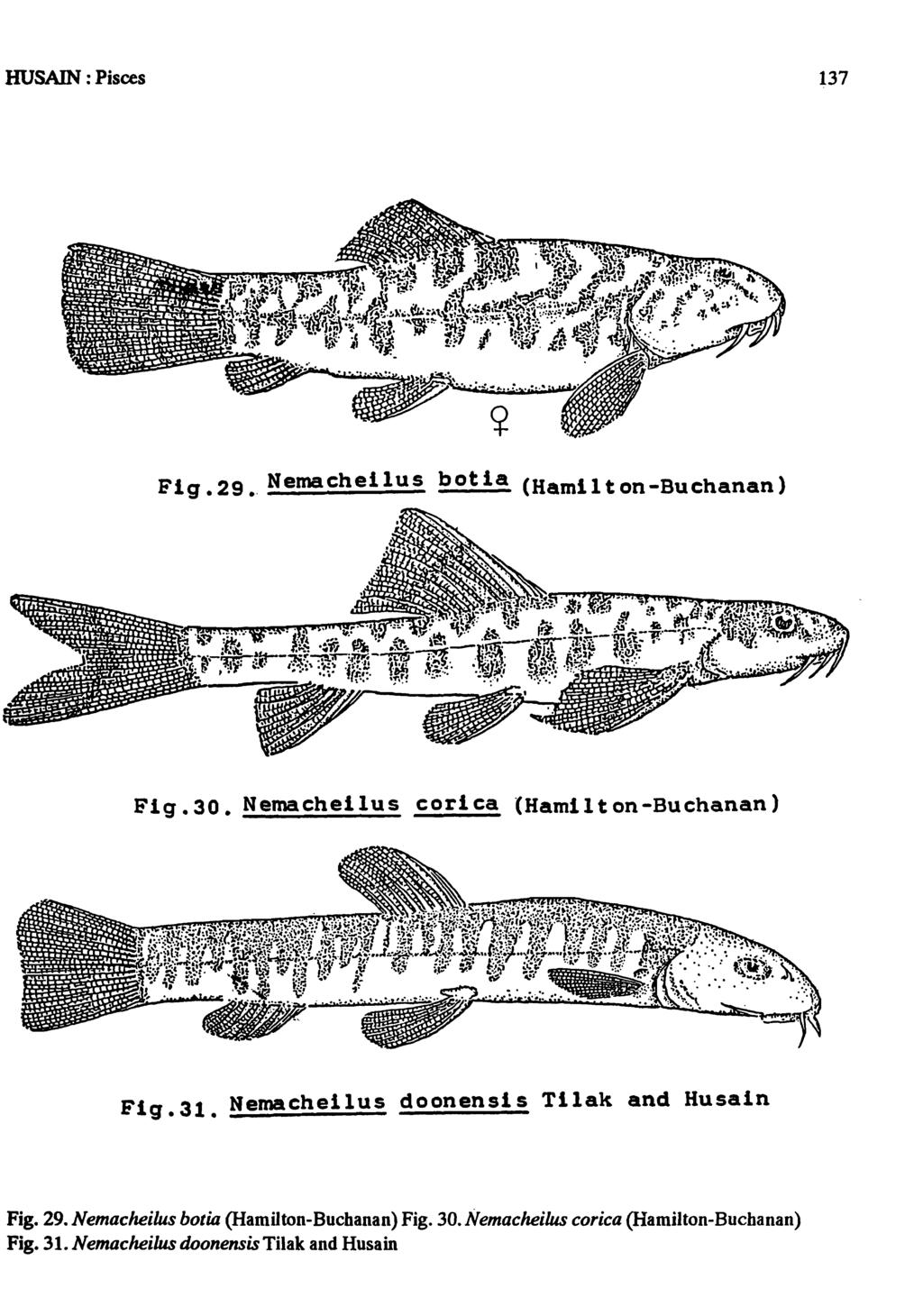 HUSAIN : Pisces 137 Fig.29. Nemacheilus botia (Hamilton-Buchanan) Fig.30. Nemacheilus corica (Hamilton-Buchanan) Fig.31.