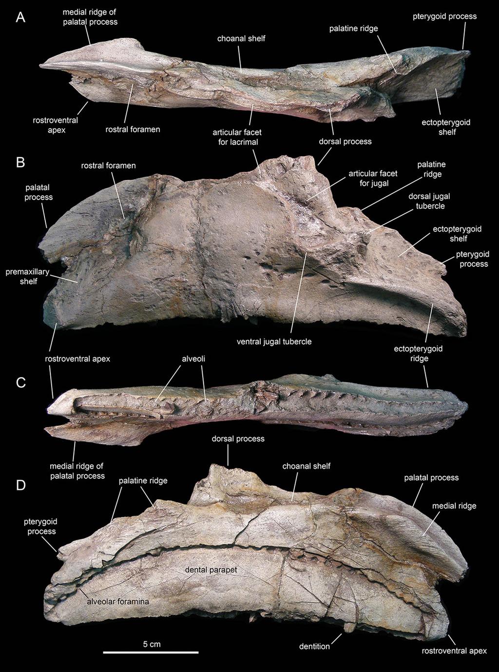 Figure 6 Left maxilla of Eotrachodon orientalis (holotype MSC 7949). (A) Dorsal view.