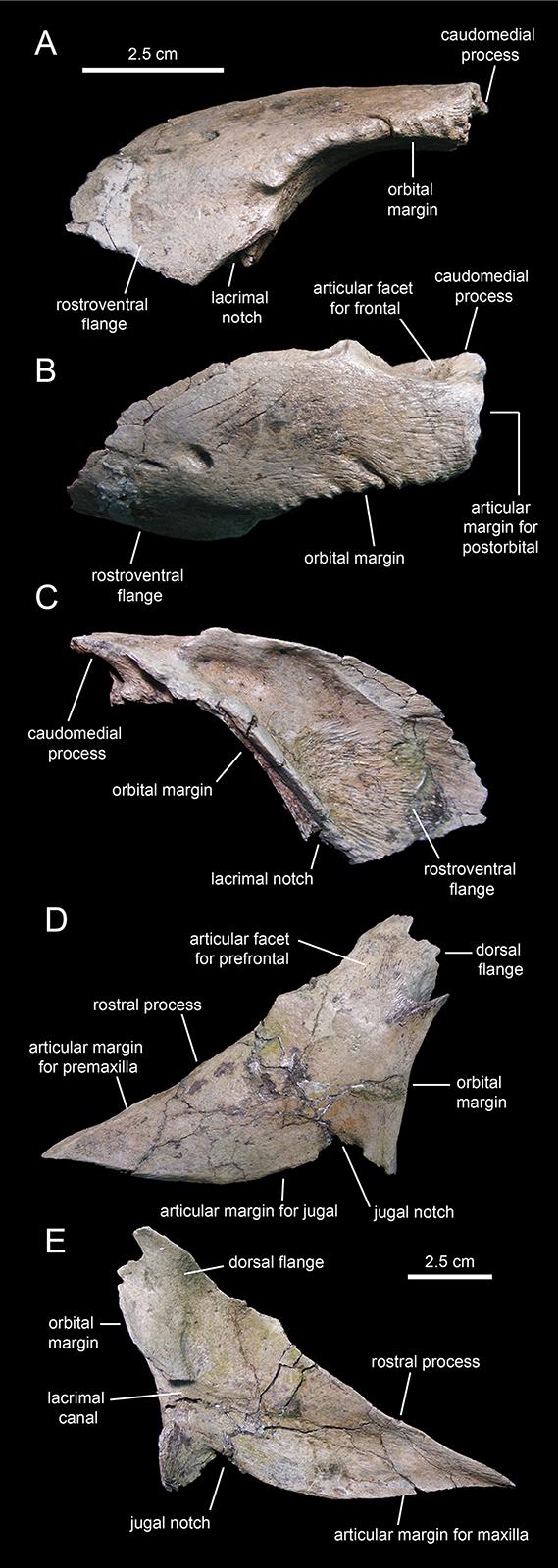 Figure 9 Facial elements of Eotrachodon orientalis (holotype MSC 7949).