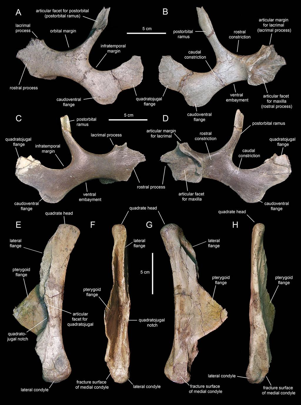 Figure 10 Facial elements of Eotrachodon orientalis (holotype MSC 7949). (A and B) Left jugal in lateral and medial view, respectively. (C and D) Right jugal in lateral and medial view, respectively.