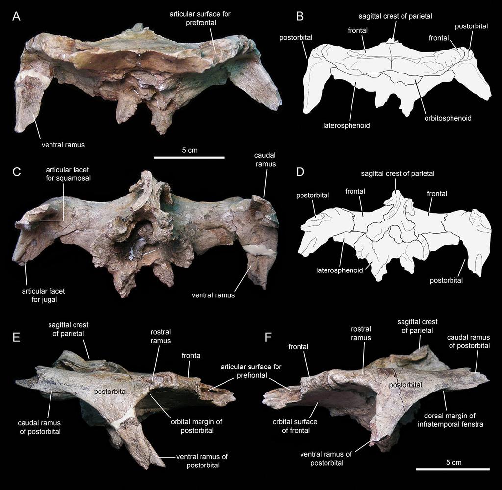 Figure 12 Partial skull roof and braincase of Eotrachodon orientalis (holotype MSC 7949). (A) Rostral view. (B) Interpretive line drawing of rostral view. (C) Caudal view.