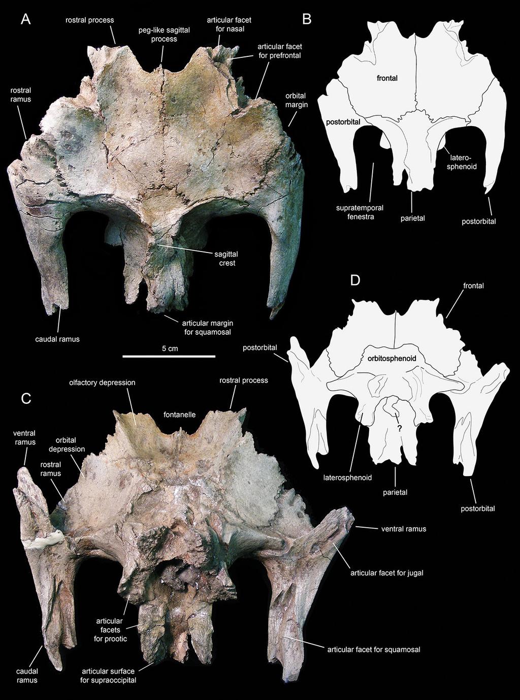 Figure 13 Partial skull roof and braincase of Eotrachodon orientalis (holotype MSC 7949). (A) Dorsal view. (B) Interpretive line drawing of dorsal view. (C) Ventral view.