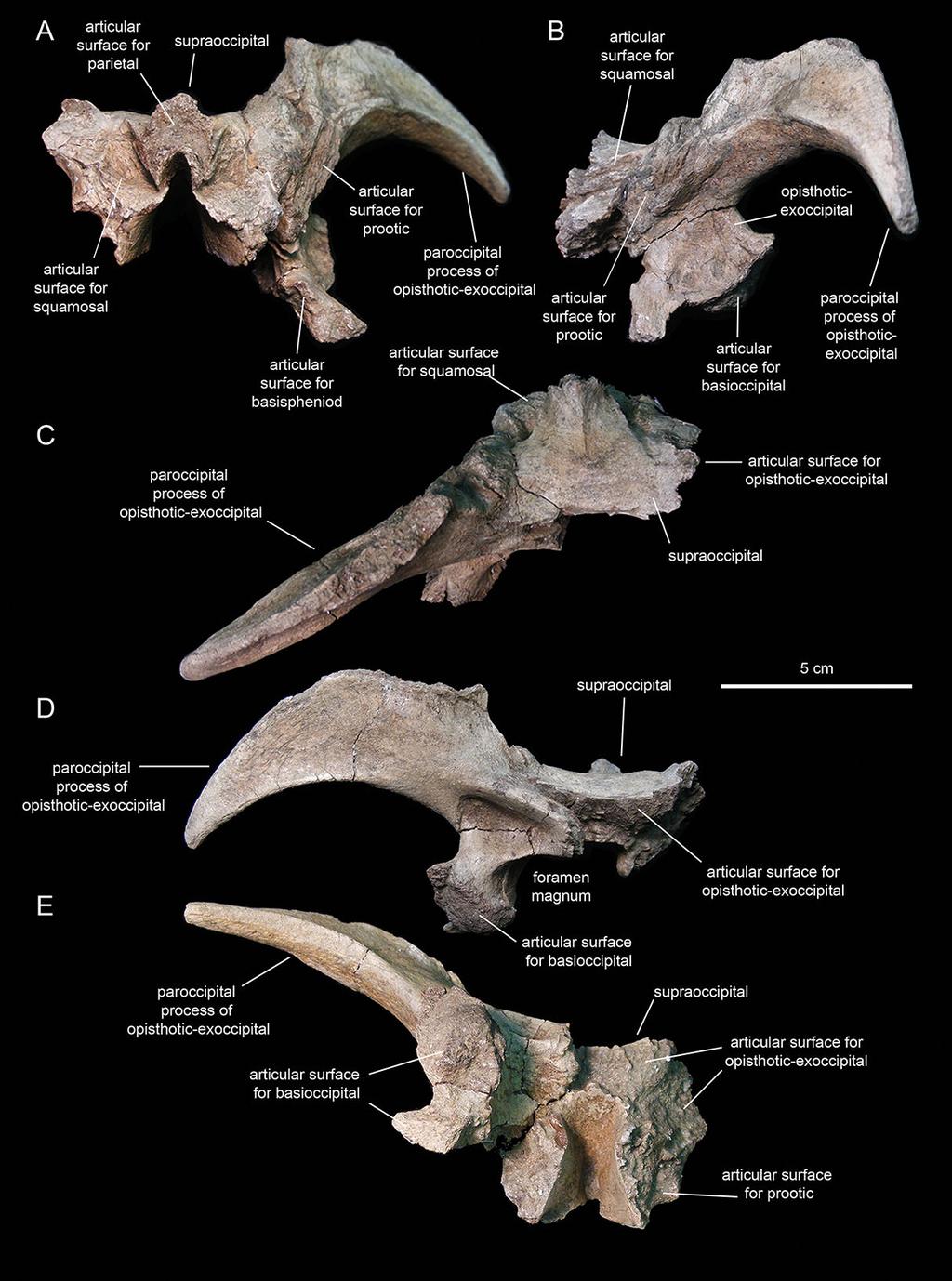 Figure 14 Partial occipital region of the skull of Eotrachodon orientalis (holotype MSC 7949). (A) Rostral view.