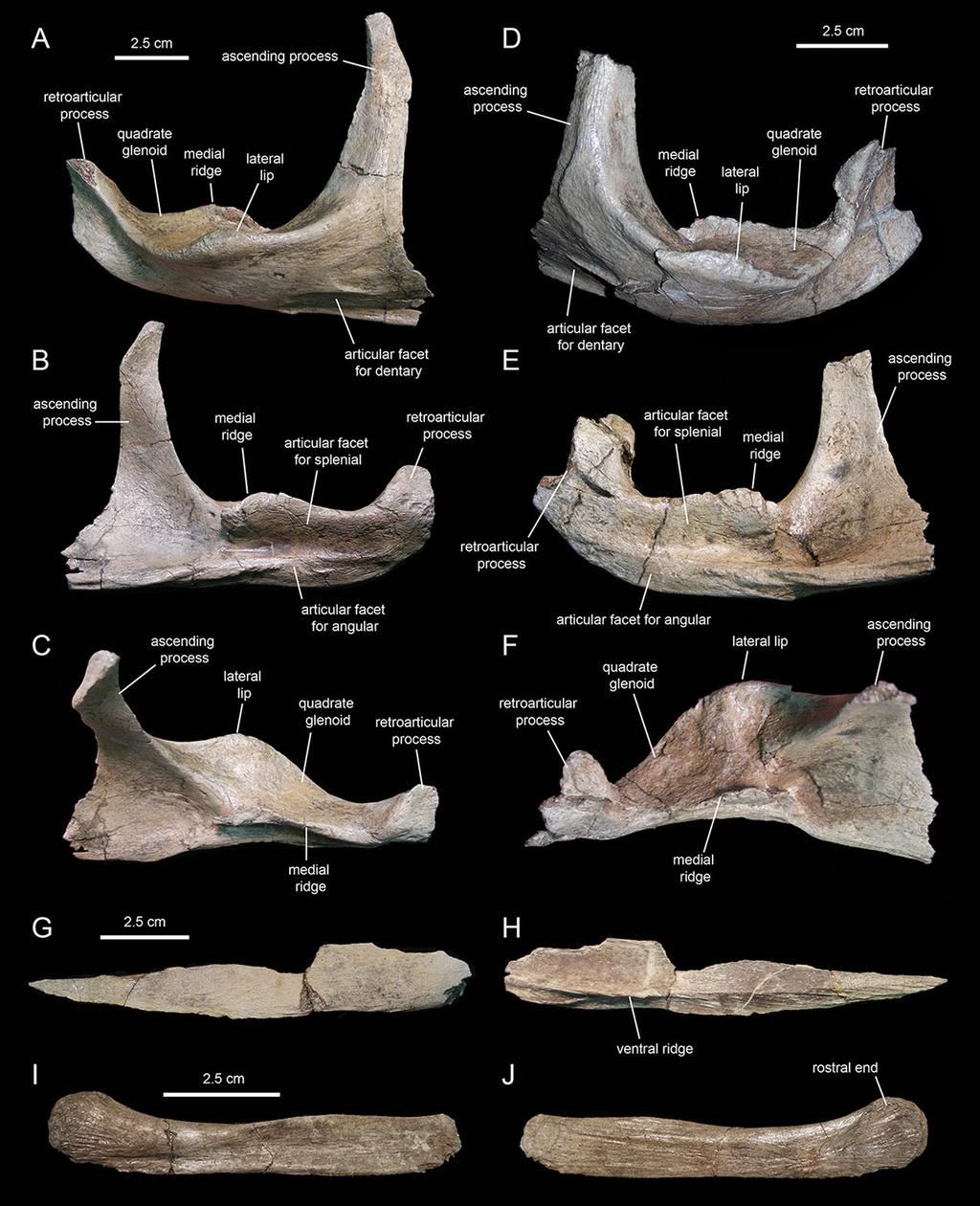 Figure 20 Postdentary mandibular elements of Eotrachodon orientalis (holotype MSC 7949). (A C) Right surangular in lateral, medial, and dorsal view, respectively.