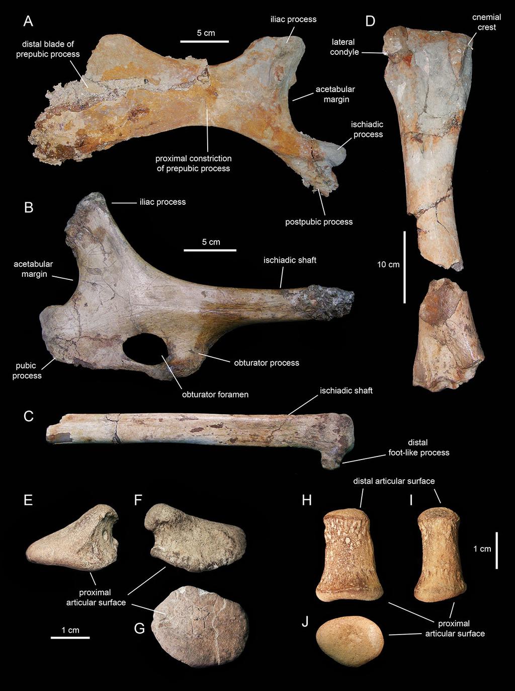 Figure 25 Appendicular elements of Eotrachodon orientalis (holotype MSC 7949). (A) Partial left pubis in lateral view. (B) Partial left ischium in lateral view.
