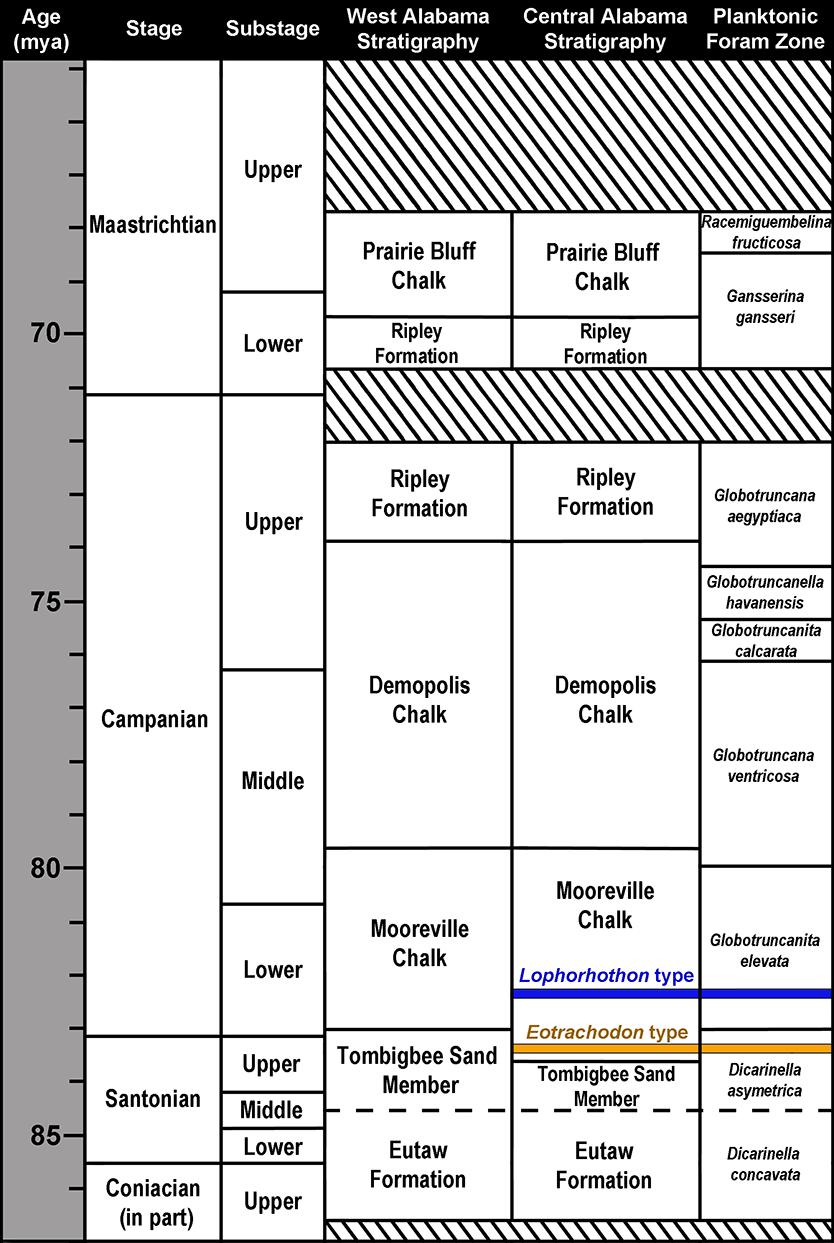 Figure 2 Upper Coniacian to Maastrichtian surface stratigraphy in Alabama and microfossil biostratigraphy.