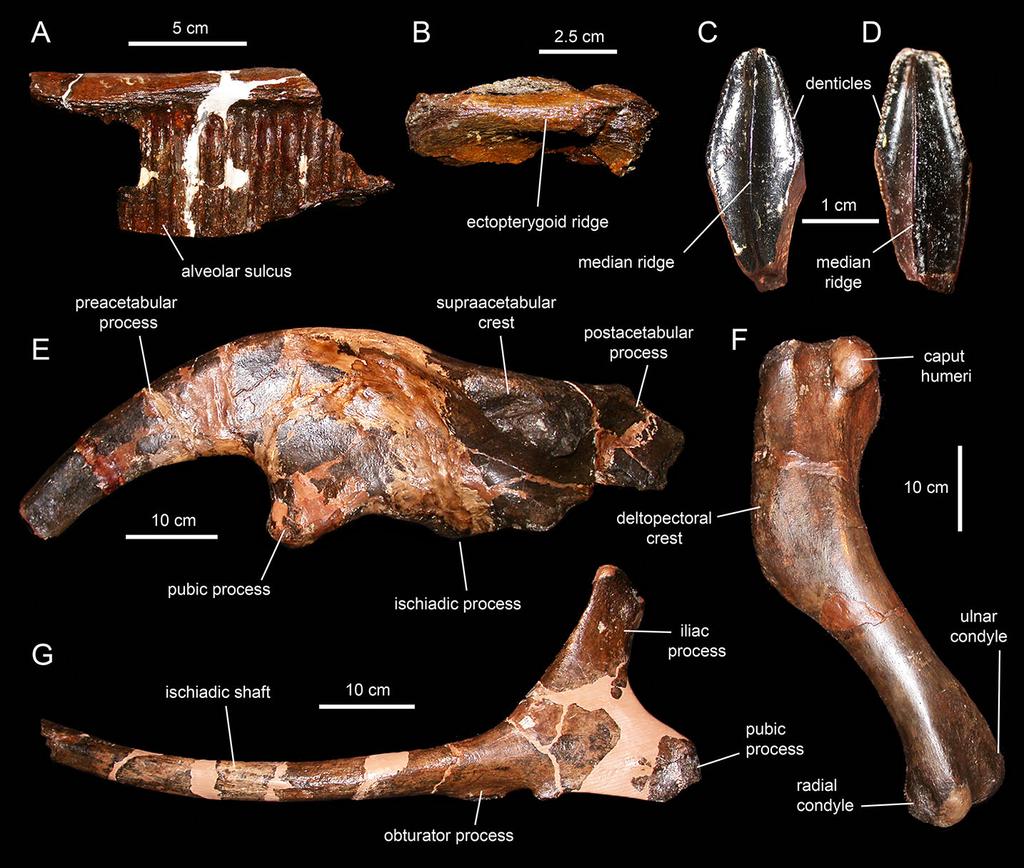 Figure 26 Selected cranial and appendicular elements of Hadrosaurus foulkii. (A) Fragment of maxilla in medial view (ANSP 9203), showing the alveolar sulci of the dental battery.