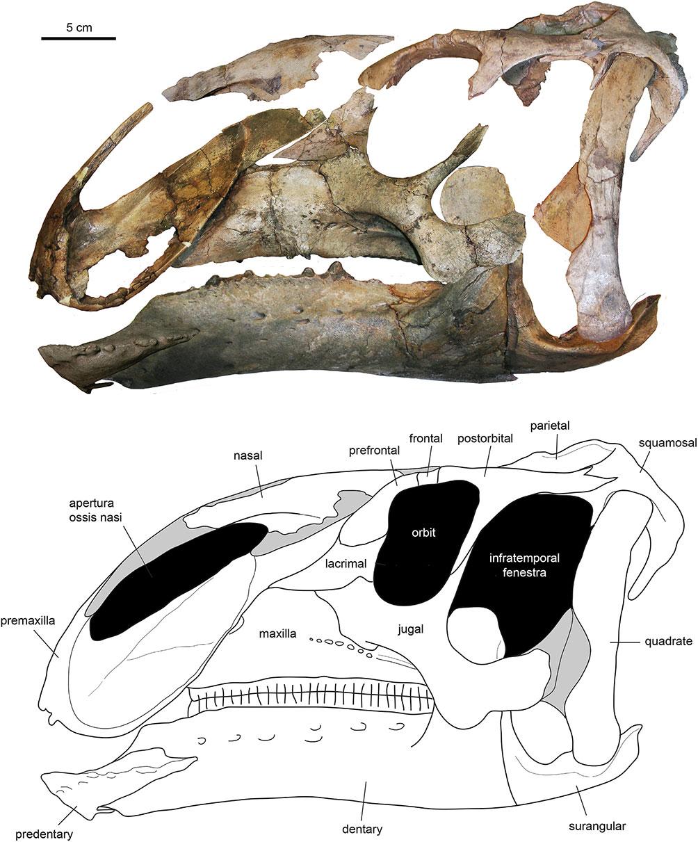 Figure 3 Assembled holotype skull of Eotrachodon orientalis, MSC 7949, in left lateral view. The mandible and nasal bone have been reversed to match the orientation of the other elements.