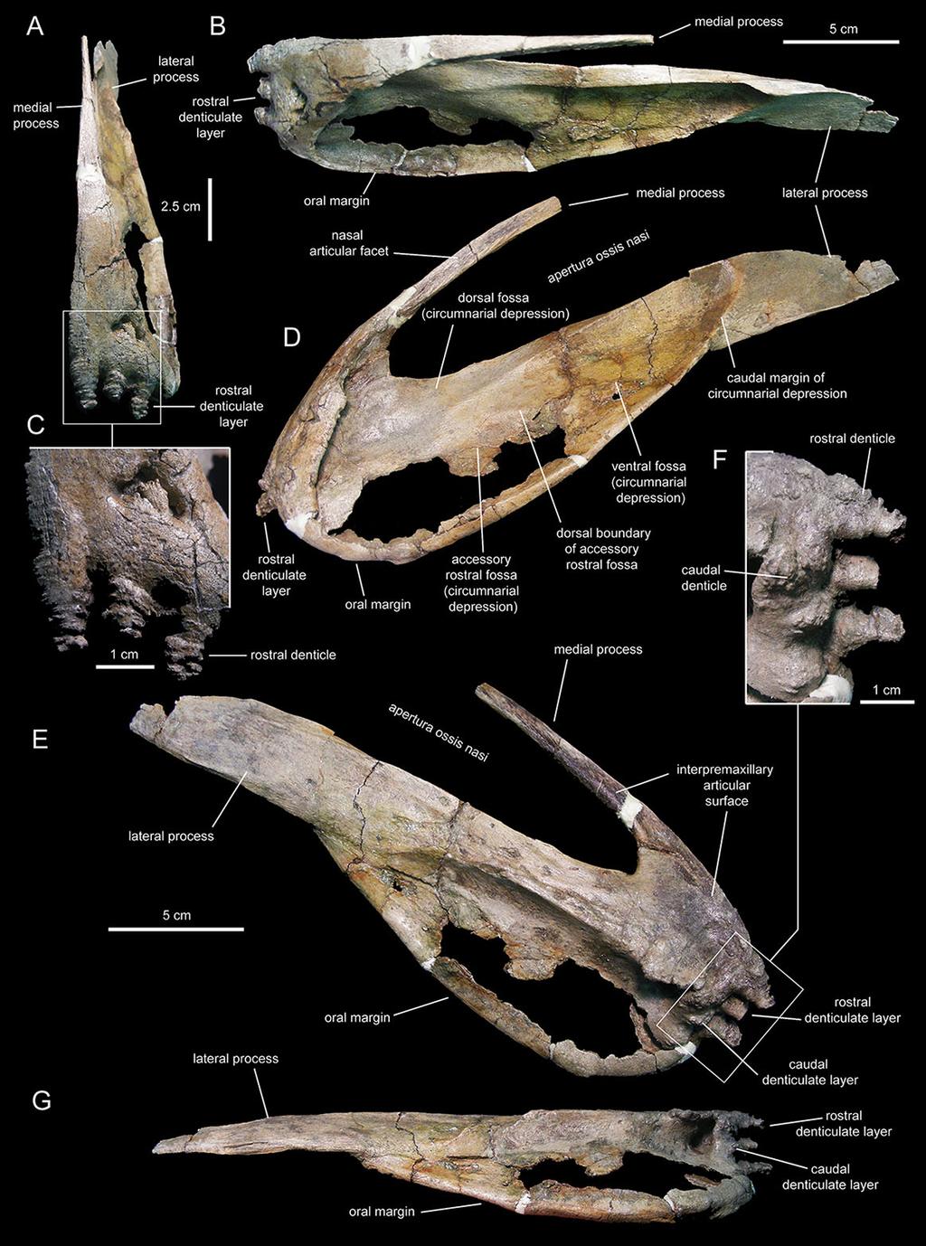 Figure 4 Left premaxilla of Eotrachodon orientalis (holotype MSC 7949). (A) Rostral view. (B) Dorsal view. (C) Rostral view of rostral layer of premaxillary denticles.