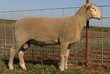 POLYPAY This is a medium to small sized breed with a white face. It has rough curly wool.