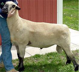 SHROPSHIRE This breed is similar to Hampshires except the have wool patches on