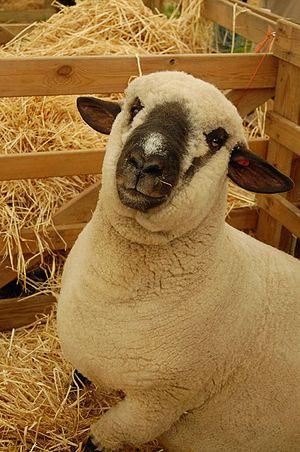Shropshire lambs are hardy, vigorous and meaty.