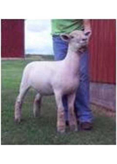 THIS IS A SMALL BREED THAT IS VERY SHORT THAT ORIGINATED FROM ENGLAND.
