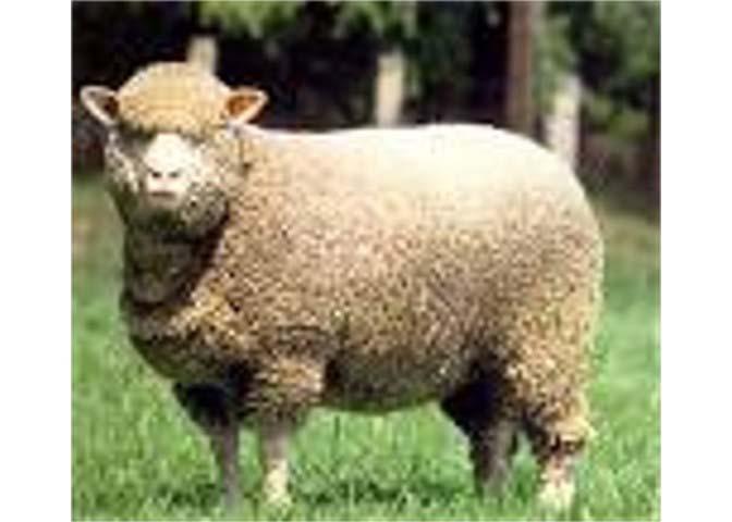 White Face with Wool on their LEGS and FACE They are smaller then the Columbia s They are developed