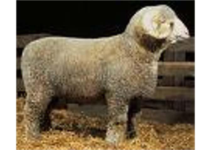 This breed is very large and they have wool on their HEAD and LEGS.
