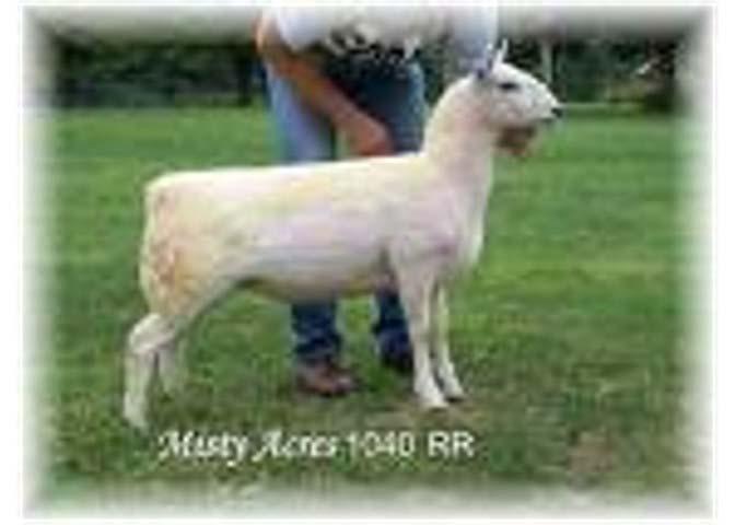 CHEVIOT This breed was developed in Scotland and are a smallsized breed They WHITE