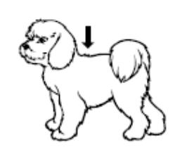 Step 3: The dog should be standing or in a comfortable position for easy application. Part the hair until the skin is visible.
