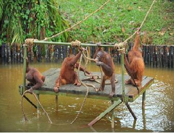 Same goes to the sub-adult (Table1, 2 and 3) orangutans who also showed almost no symptoms at all with active behavior, good appetite and having solid faecal.