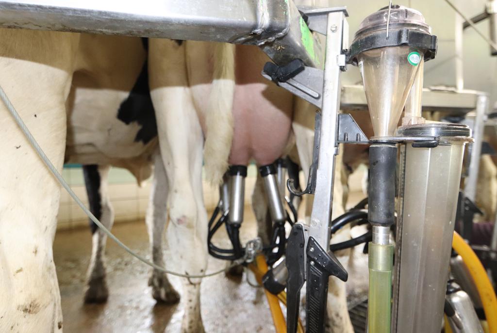 MILKING UNIT The milking unit should be applied 90 seconds after stimulation. Teat swelling is a good sign this has been achieved.