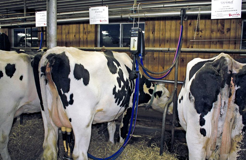 Milking Systems The type of milking facility can vary greatly on farms. Both tie-stalls and parlors with good lighting, traction and hygiene offer great milking facilities.