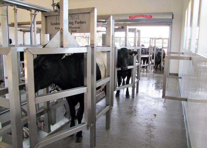 Properly designed facilities will help with overall efficiency of daily tasks and herd health. Cow comfort is extremely important in maintaining lactation.