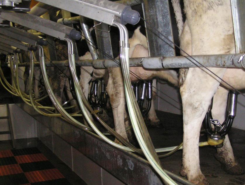 Swing parlors are similar to herringbone parlors, however cows are angled at about 70 degrees and the unit is attached