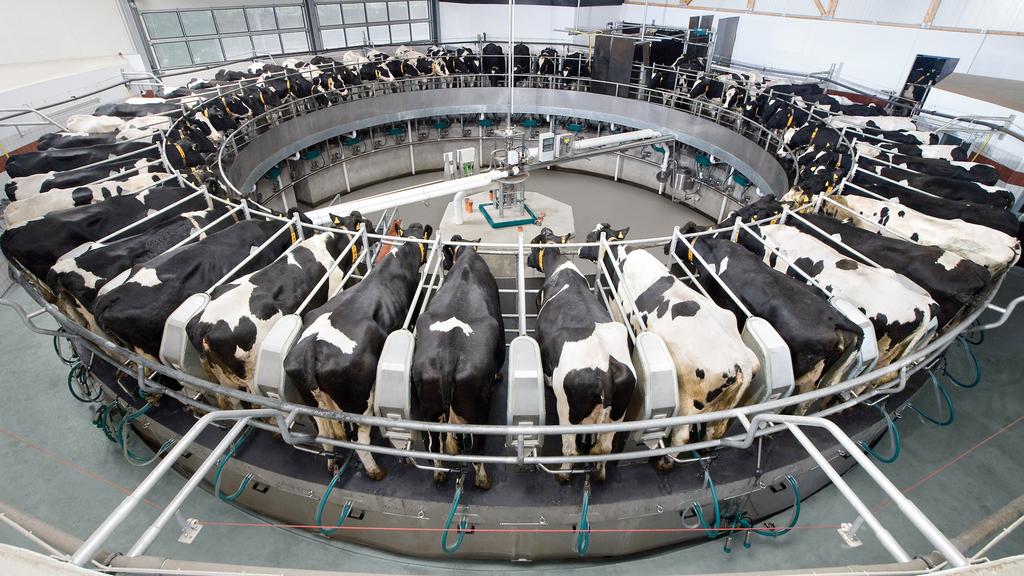 When the cow is done milking the unit swings to the other side. Rotary parlors are best suited for large herds.
