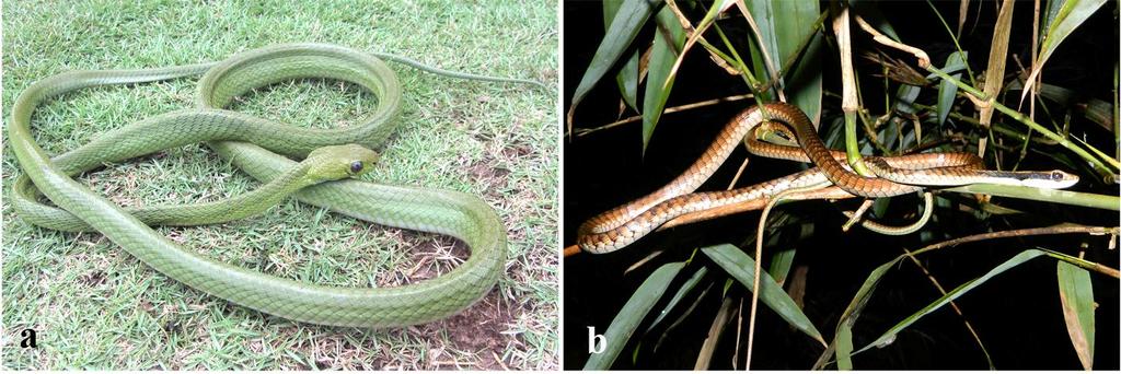 Le Trung Dung et al. Oreocryptophis porphyraceus (Cantor, 1839) Black-banded Trinket Snake/Ran soc dom do (Fig. 2b). Specimen examined (n=1). One adult male HNUE MNR.