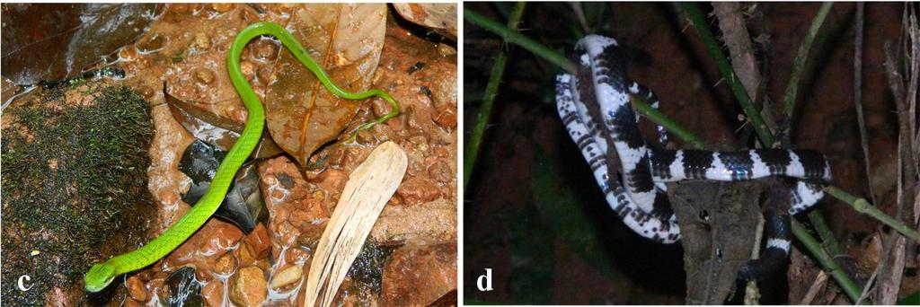 (a) Boiga cyanea (HNUE MNR.9, adult male); (b) Dendrelaphis ngansonensis (IEBR A.2015.14, adult male); (c) Gonyosoma prasinum (HNUE MNR.