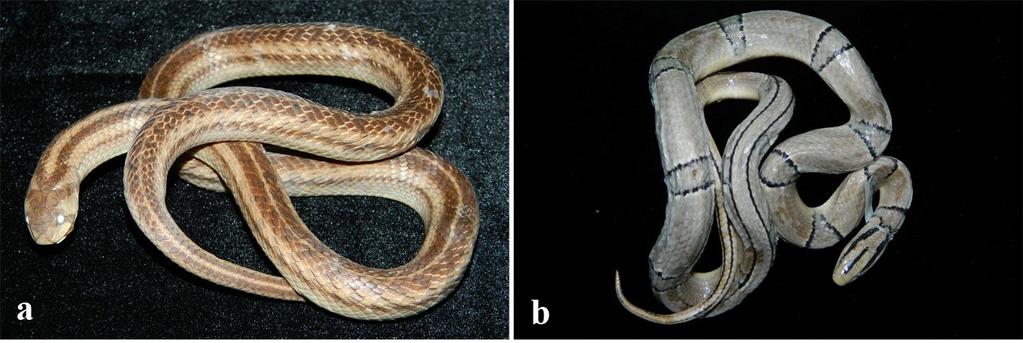 8, adult male); (c) Rhabdophis nuchalis (IEBR A.2015.15, subadult female); (d) Rhabdophis subminiatus (IEBR A.2015.15, adult female) Morphological characters.