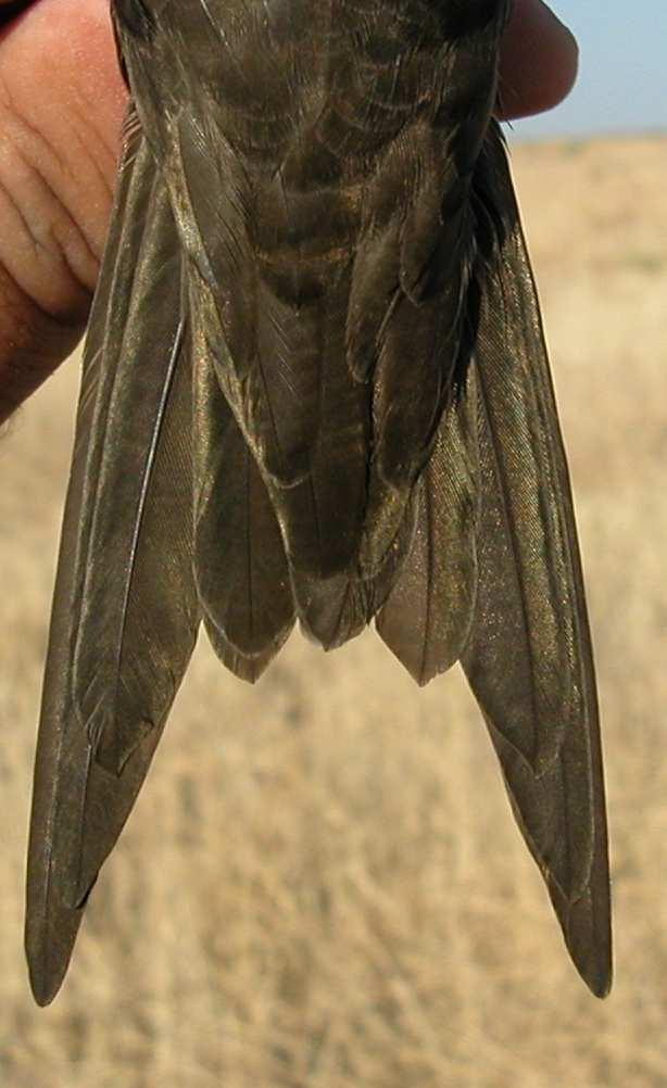 2nd year with juvenile flight feathers, which are
