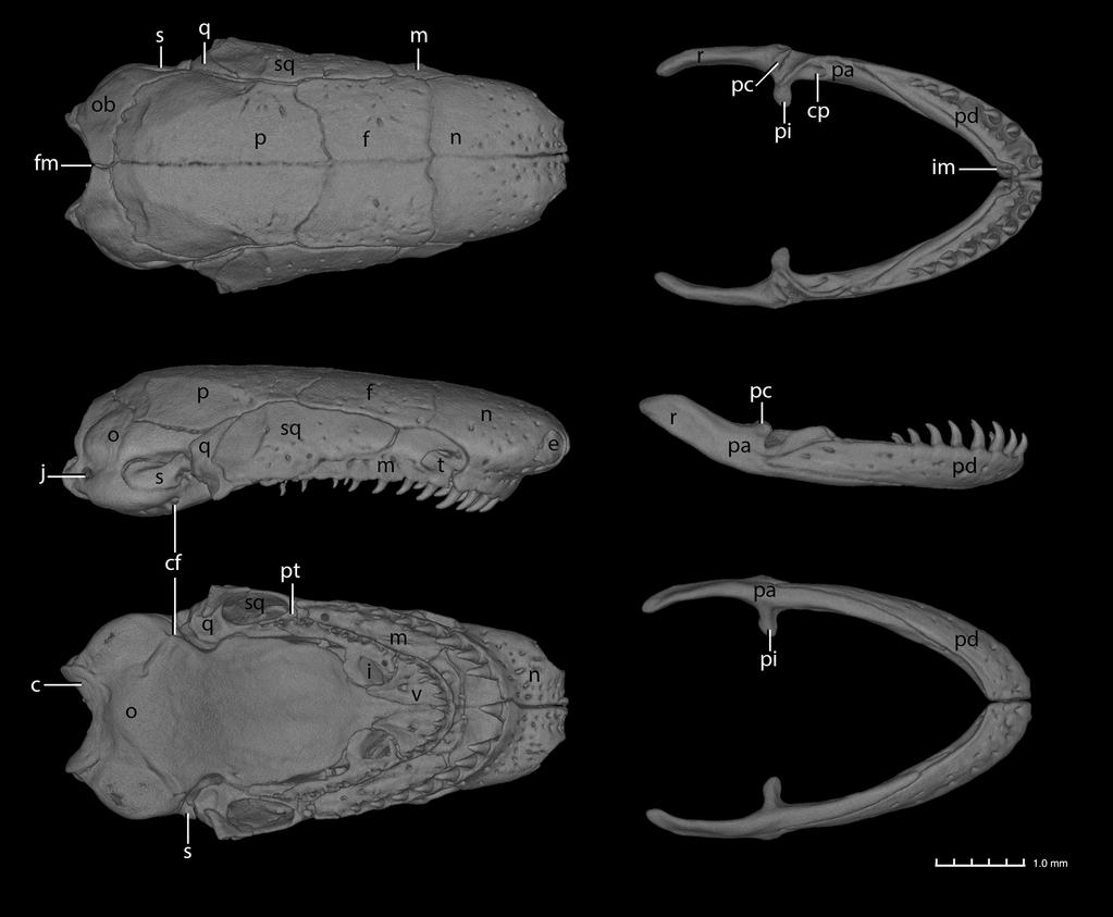 nerve, and (6) imperforate stapes. Three of these (1, 5 and 6) are additional substantial differences between the three scanned specimens of the new species and the holotype of B. denhardti (MW pers.